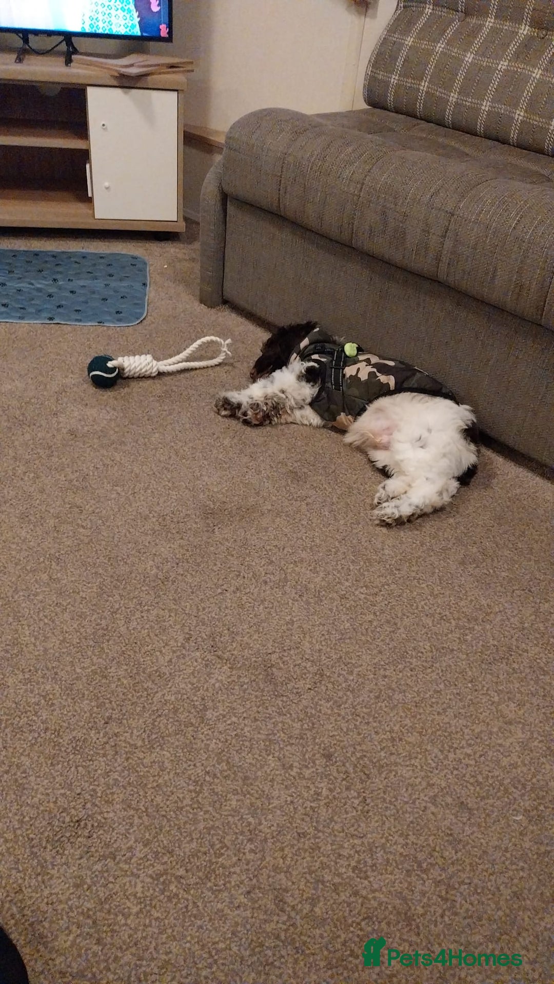 Cockapoo dogs for sale: Cockapoo puppy - Advert 2