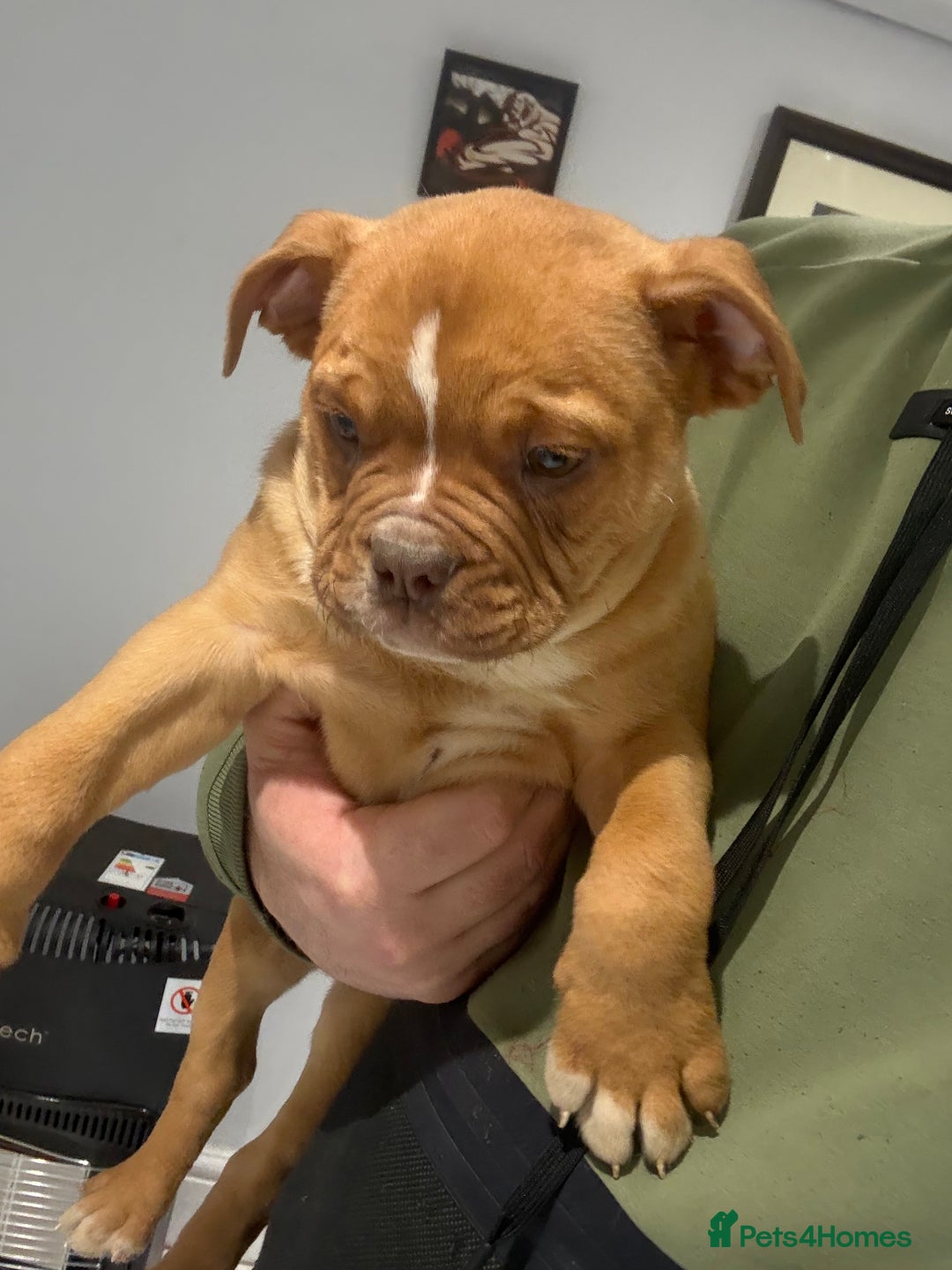 Alapaha Blue Blood Bulldog dogs for sale: ALAPAHA BLUE BLOOD BULLDOGS  - Advert 17