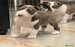 English Bull Terrier dogs for sale: Puppies Available  - Image 28