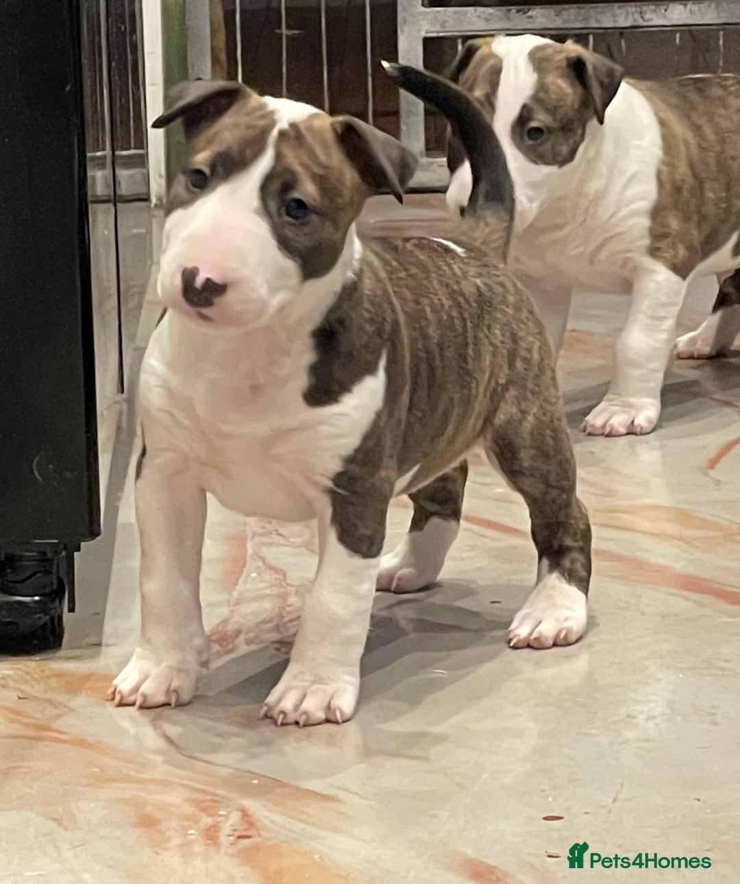 English Bull Terrier dogs for sale: Puppies Available  - Image 28