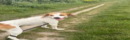 Mixed Breed dogs for adoption: Lucky loving active fun 1 yr old Pointer  - Advert 1
