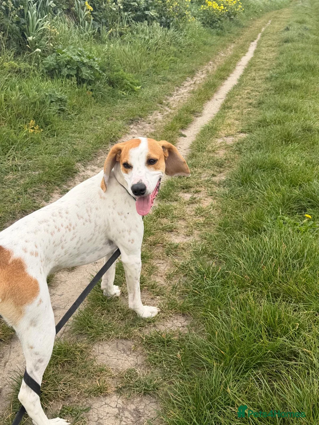 Mixed Breed dogs for adoption: Lucky loving active fun 1 yr old Pointer  - Advert 1