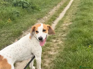 Mixed Breed dogs Lucky loving active fun 1 yr old Pointer - Advert 16