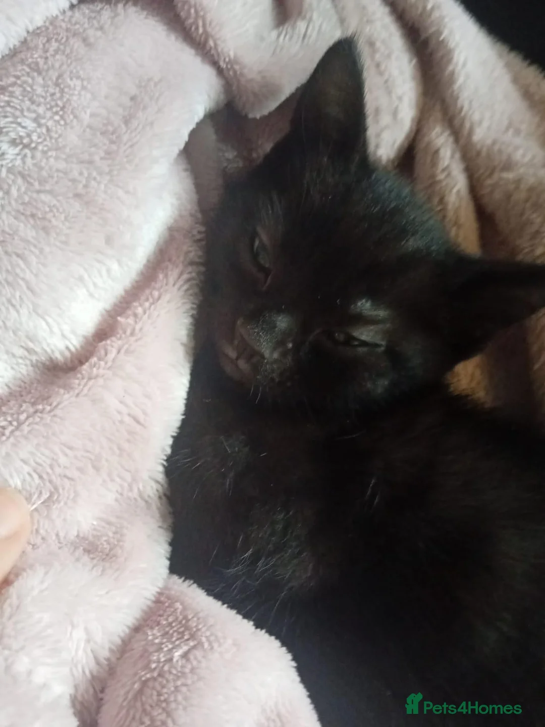 Mixed Breed cats for sale: 4 blacj kittens rrady to go - Advert 14