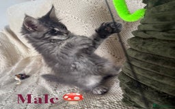 Maine Coon cats for sale: Beautiful pedigree maine coons, open to offers - Image 10