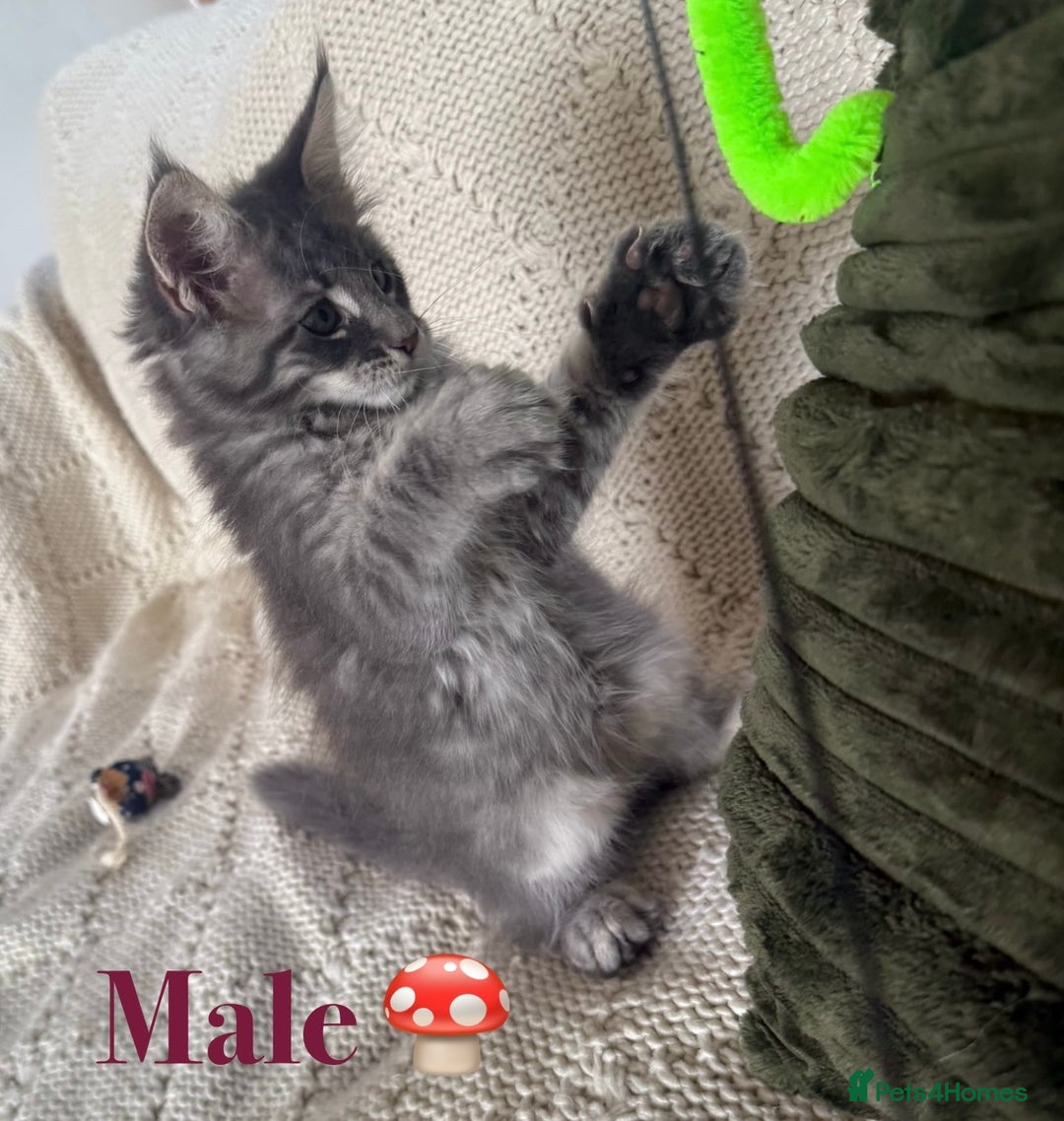 Maine Coon cats for sale: Beautiful pedigree maine coons, open to offers - Image 10