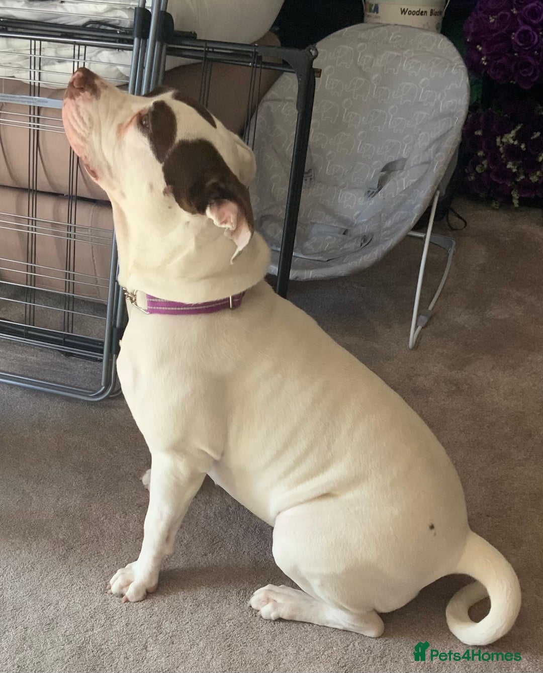 American Bulldog dogs for sale: FOR SALE - Image 4