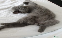 British Shorthair cats for sale: Championline British Blue kittens - Image 3