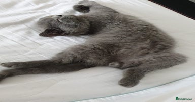 British Shorthair cats - Advert 5