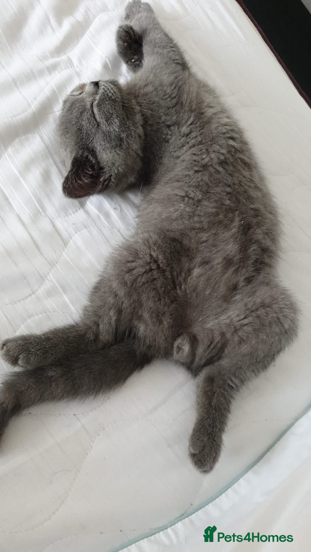 British Shorthair cats for sale: Championline British Blue kittens - Image 3