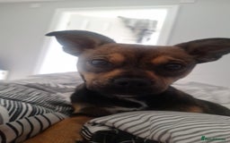 Mixed Breed dogs for sale: jack chi for sale - Image 1
