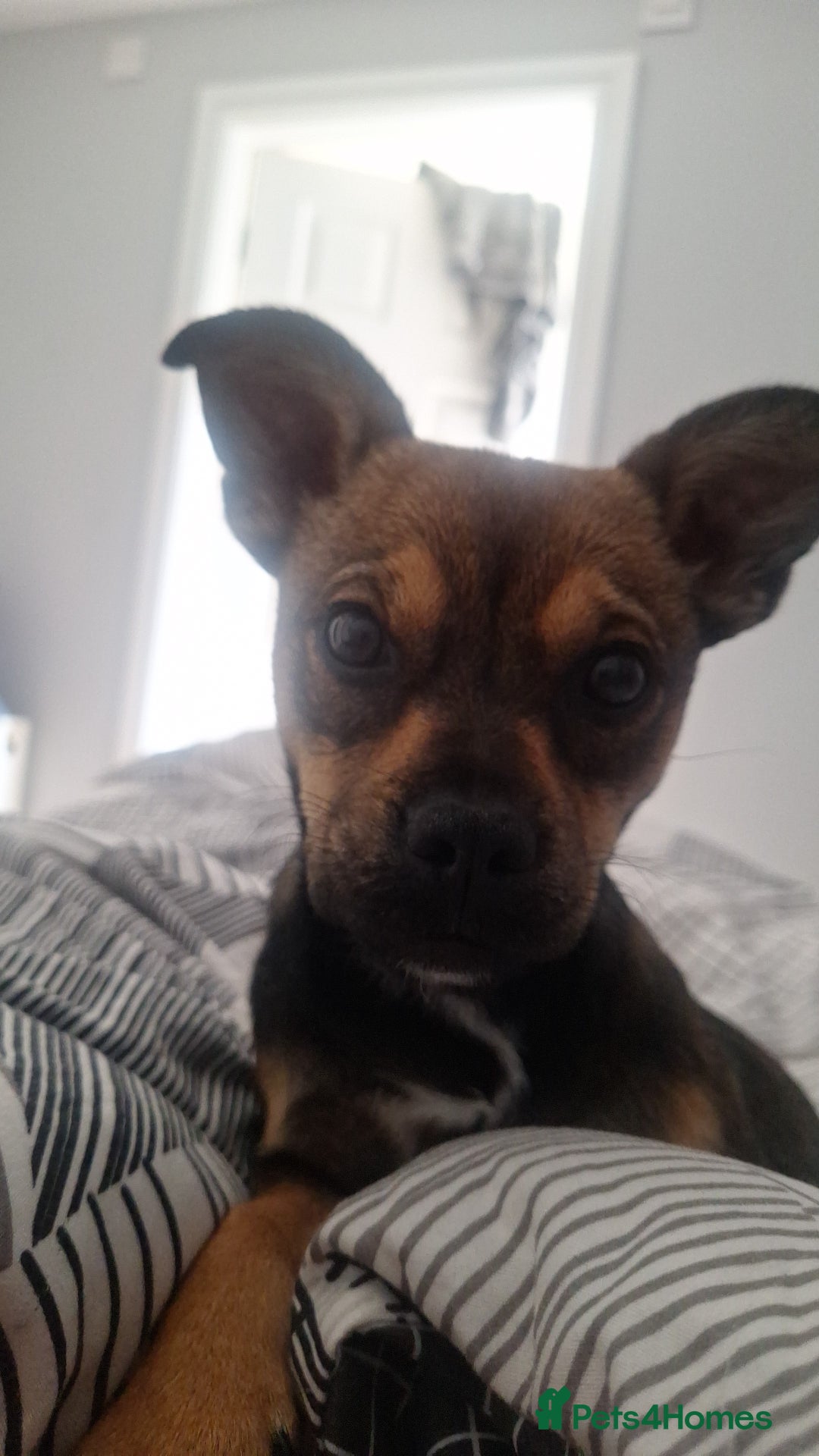 Mixed Breed dogs for sale: jack chi for sale - Image 1