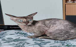 Sphynx cats for sale: Rehome cat - Image 2