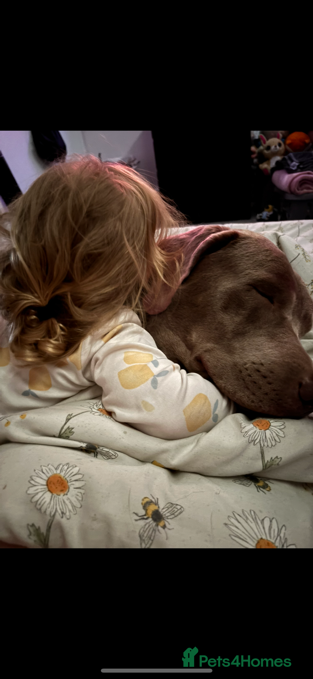 Labrador Retriever dogs for stud: Stud!! in Gateshead - Image 4