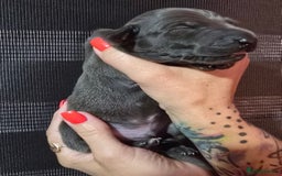 Italian Greyhound dogs for sale: KC regist. Beautiful Italian Greyhound  - Image 8