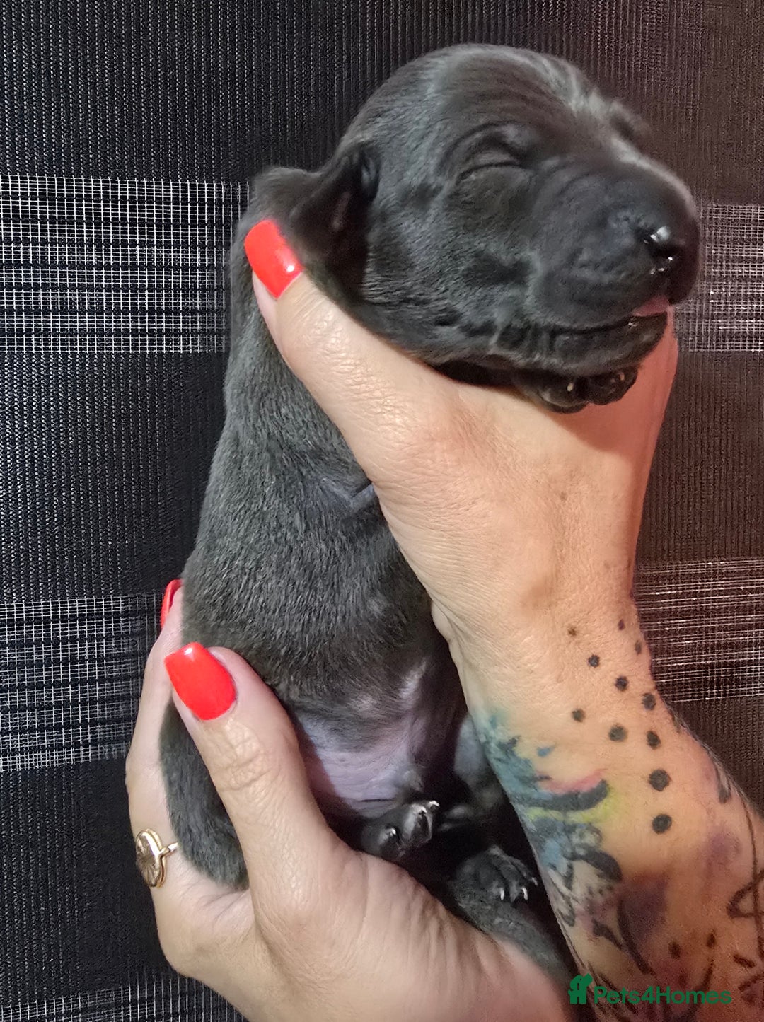 Italian Greyhound dogs for sale: KC regist. Beautiful Italian Greyhound  - Image 8