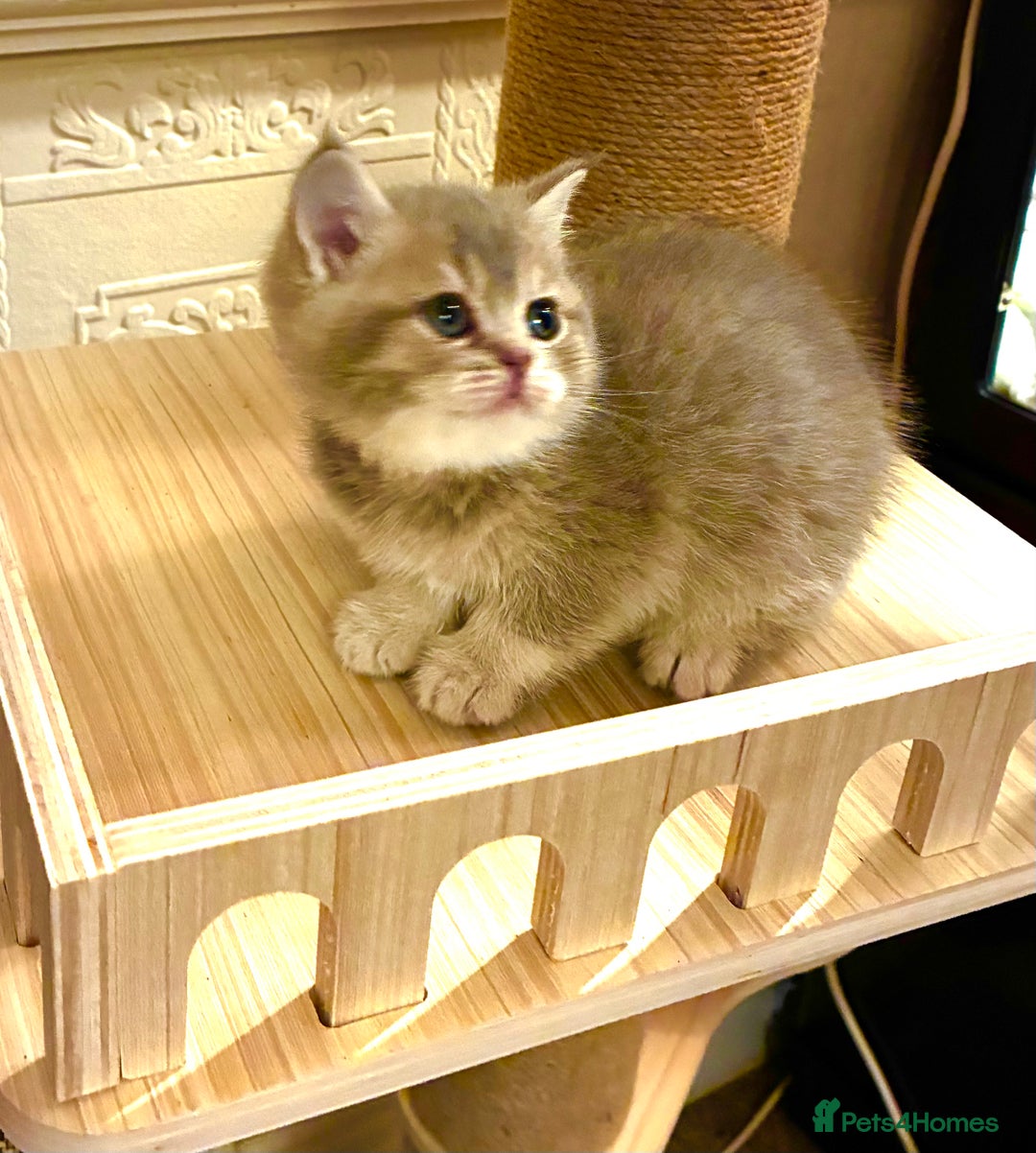 Scottish Fold cats for sale: 5 Scottish Fold Kittens for sale - Advert 22