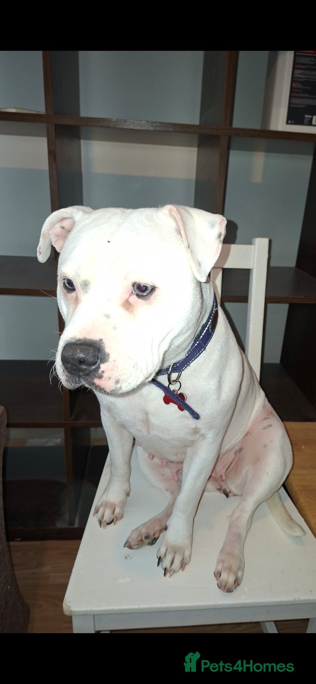 Mixed Breed dogs for sale: 1 year Old staffy×cane corso male  - Advert 9