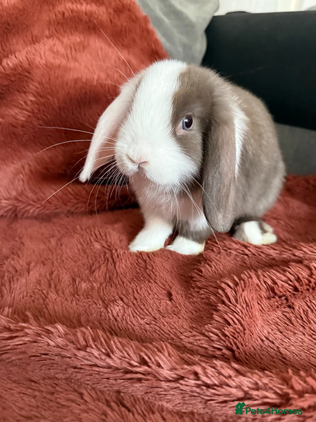 Mini Lop rabbits for sale: 🐰💕💙Ready To Leave Now - two babies  left 🐰 - Advert 1