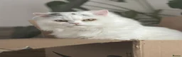 Persian cats for sale: Beautiful Persian Chinchilla Cat: Theodore - Advert 3