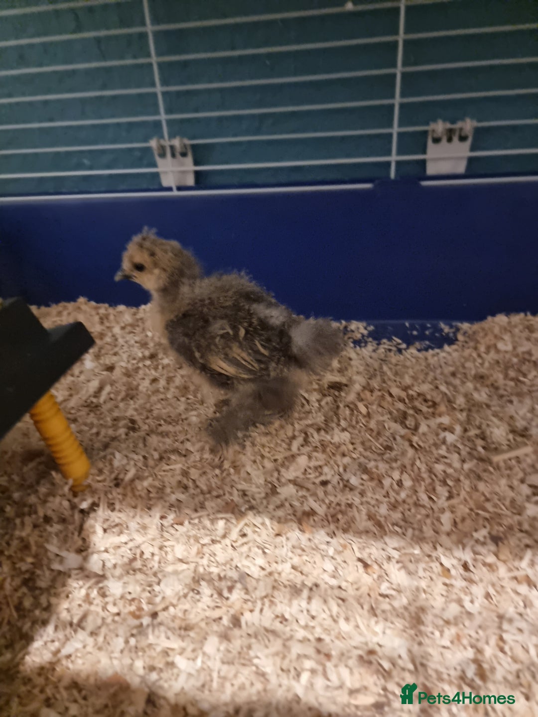 Chickens poultry for sale: 12 x Silkies and Pilkies (unsexed) mix of 2-4weeks - Advert 3