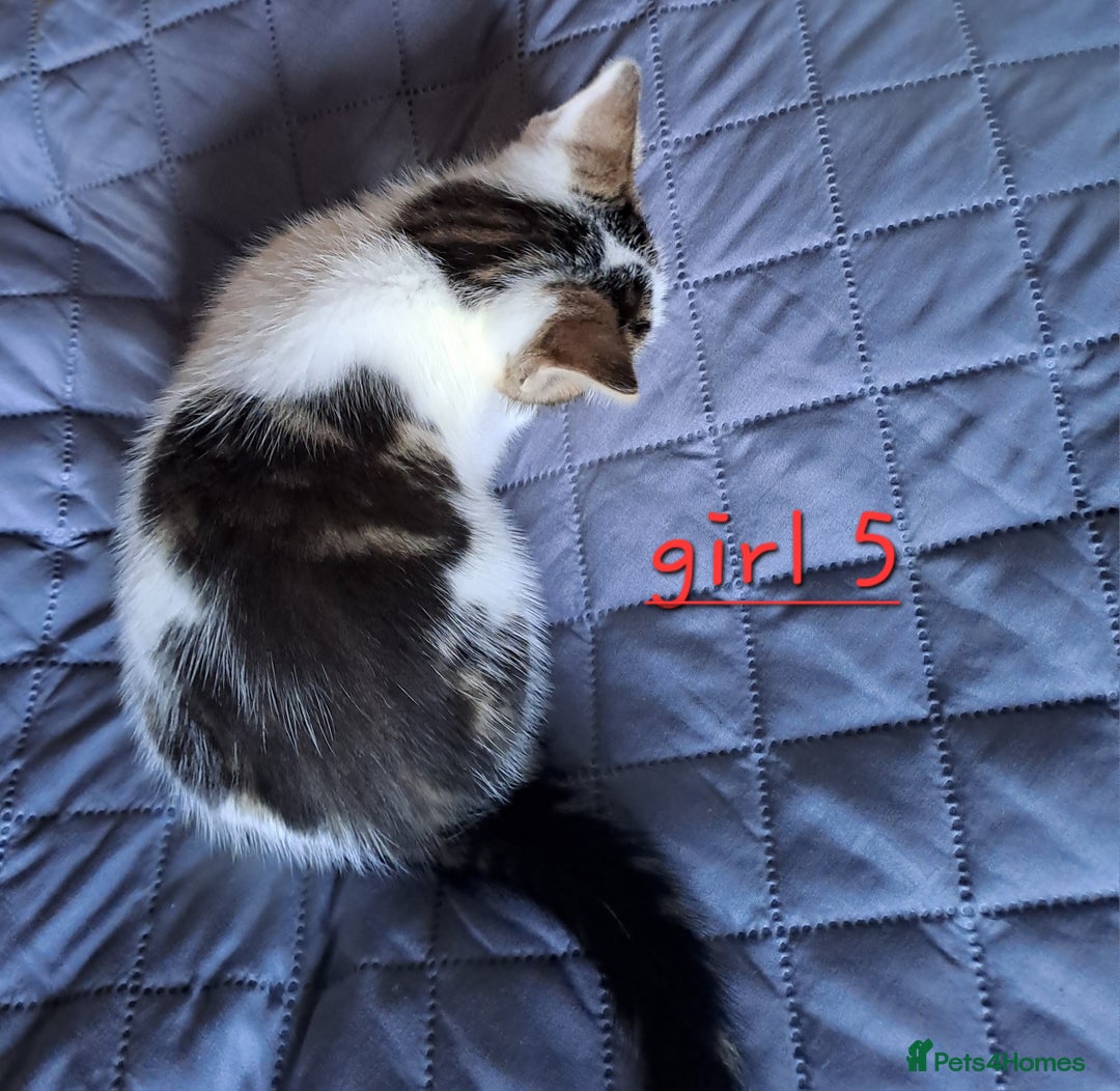 Domestic Shorthair cats for sale: 3 gorgeous kittens for sale - Advert 38