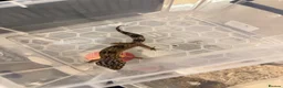 Leopard Gecko reptiles for sale: Leopard gecko babys in Birmingham - Advert 3