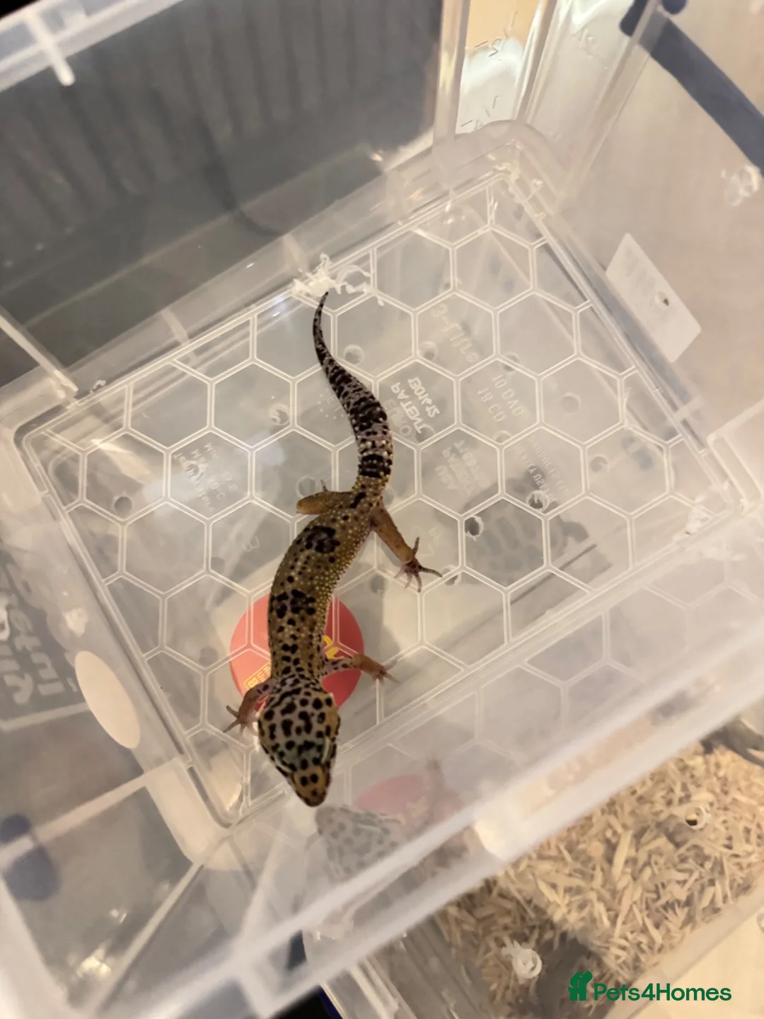 Leopard Gecko reptiles for sale: Leopard gecko babys in Birmingham - Advert 3