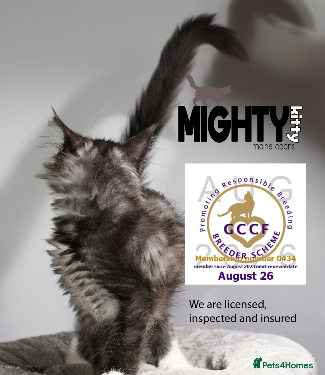 Maine Coon cats for sale: GCCF registered Maine Coon Kittens 5 star licence - Advert 7