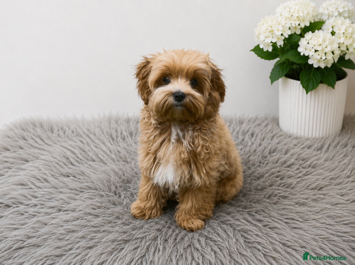 Maltipoo dogs Tiny Asian Maltipoo. DNA tested parents. - Advert 2