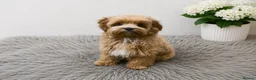 Maltipoo dogs for sale: Tiny Asian Maltipoo. DNA tested parents. - Advert 6