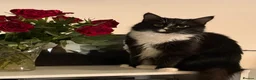 Mixed Breed cats for sale: Loving kittens looking for forever homes - Advert 1