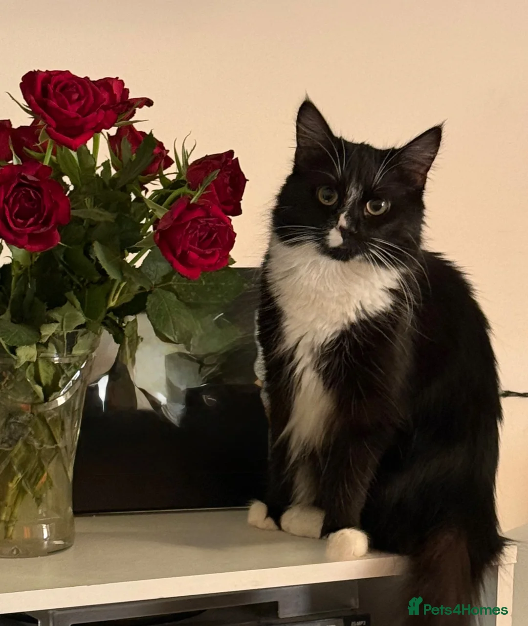 Mixed Breed cats for sale: Loving kittens looking for forever homes - Advert 1