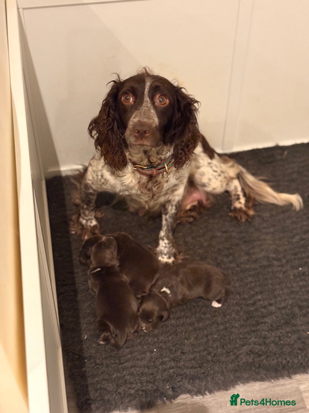 Cocker Spaniel dogs for sale: Available this week 2 beautiful spaniel puppies  - Advert 13
