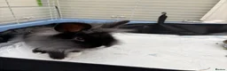 Lionhead rabbits for sale: Fab Young Lionhead Rabbit – Comes with full setup - Advert 5