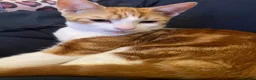 Mixed Breed cats for sale: 4 kittens in need of a loving family - Advert 11