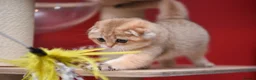 Scottish Fold cats for sale: Scottish fold PEDIGREE ready to leave - Advert 17