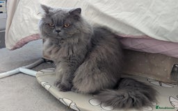 Scottish Fold cats for sale: Scottish Fold kitten  - Image 10