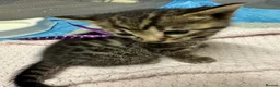Bengal cats for sale: Rare Pedigree Zorro masked charcoal Bengal Kittens in Orpington - Advert 14