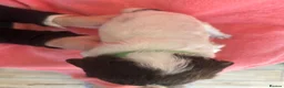 English Springer Spaniel dogs for sale: Stunning, English springer spaniels  - Advert 17