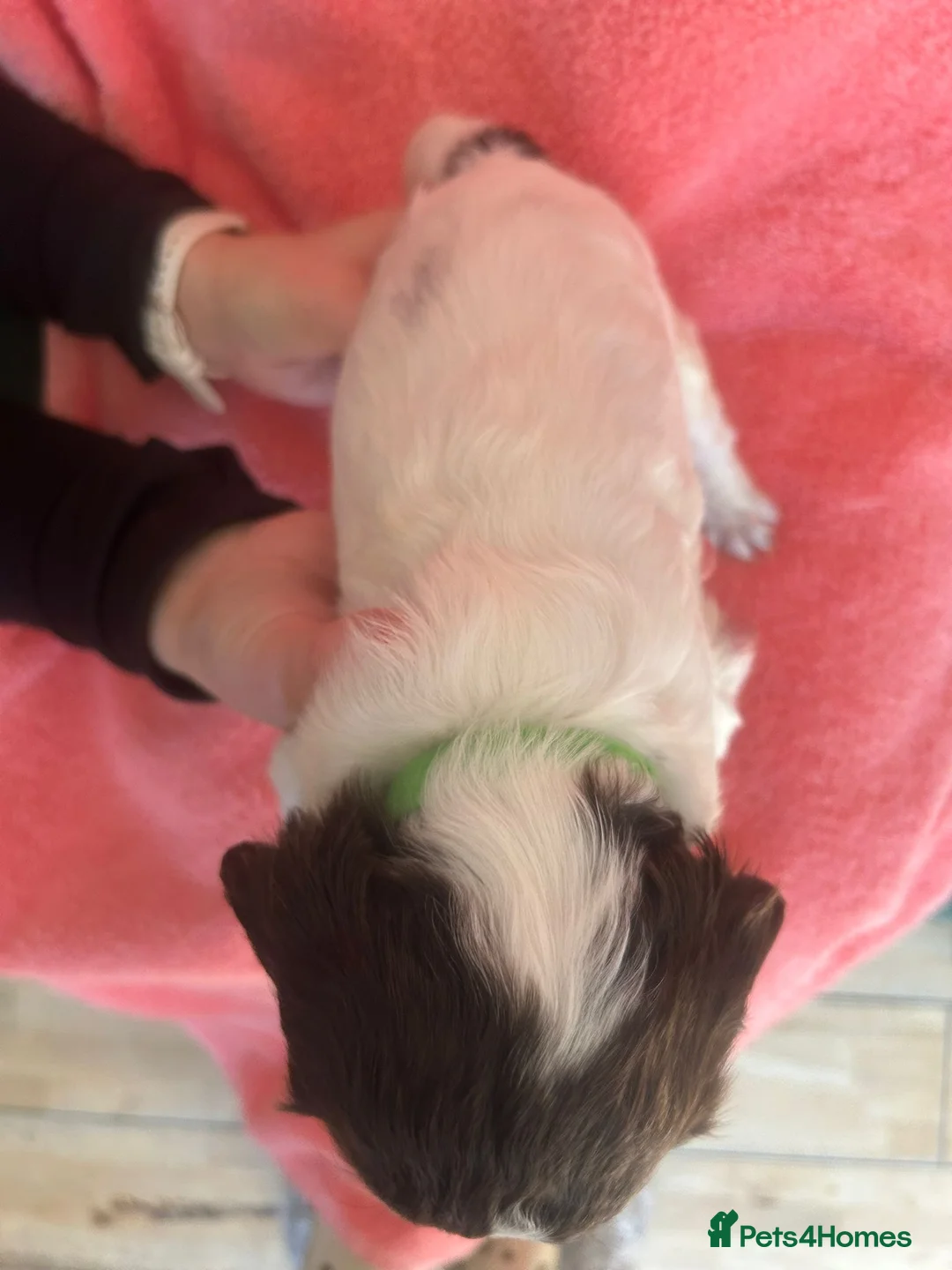 English Springer Spaniel dogs for sale: Stunning, English springer spaniels  - Advert 17