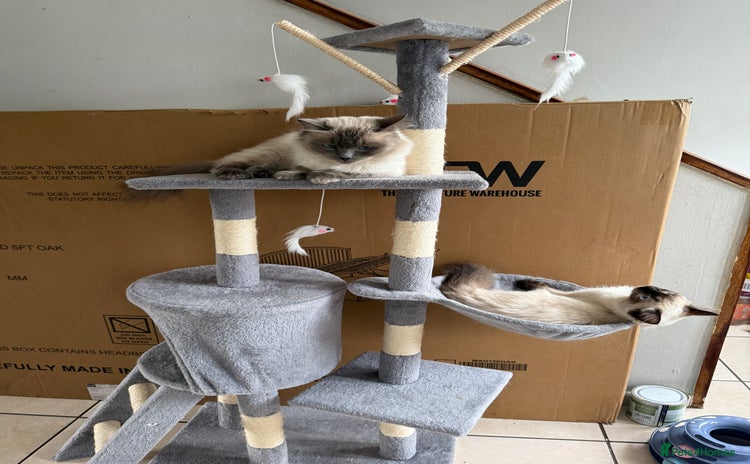 Ragdoll cats - Advert 10