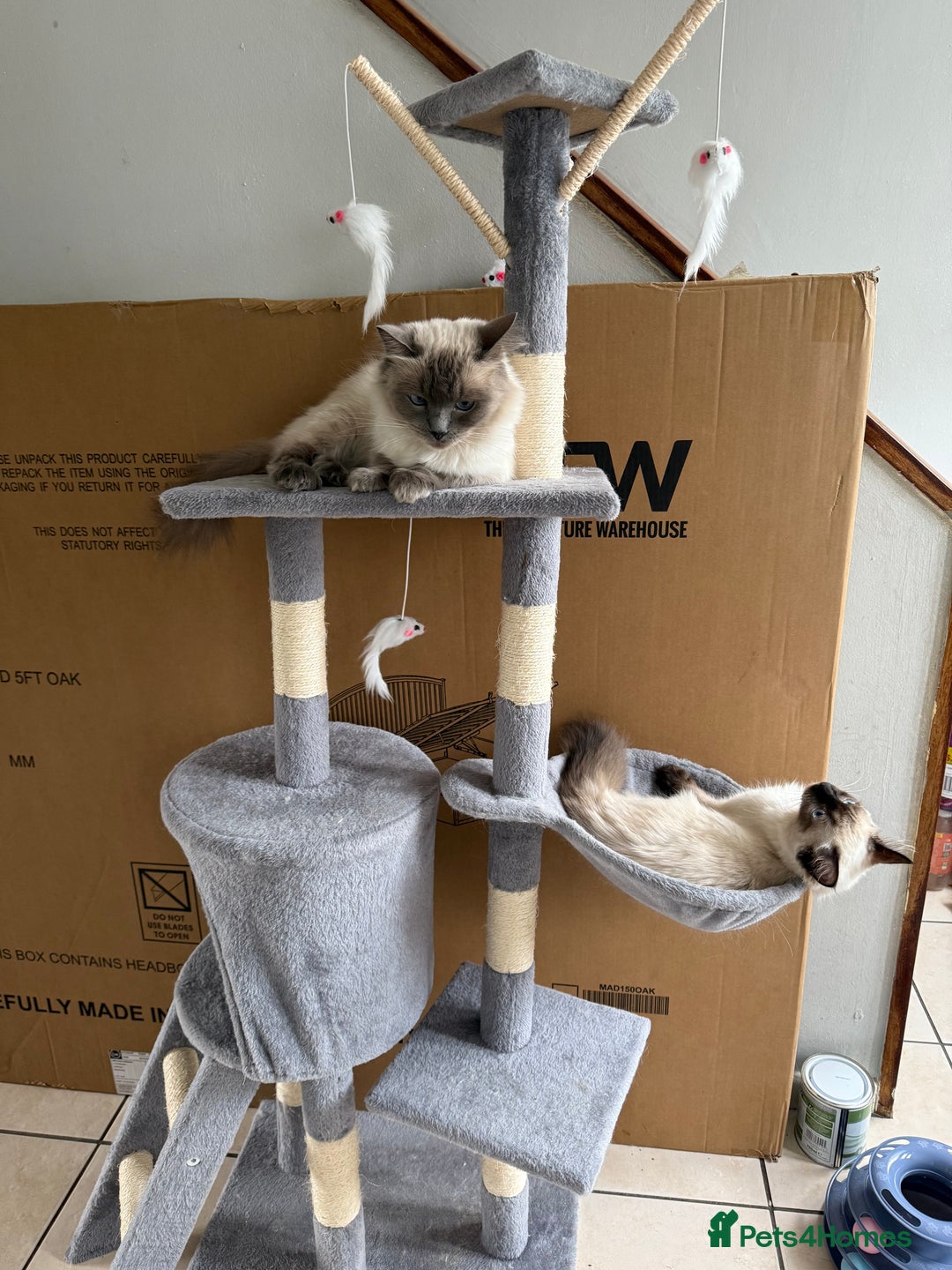Ragdoll cats for sale: GCCF reg seal point girl - Image 1