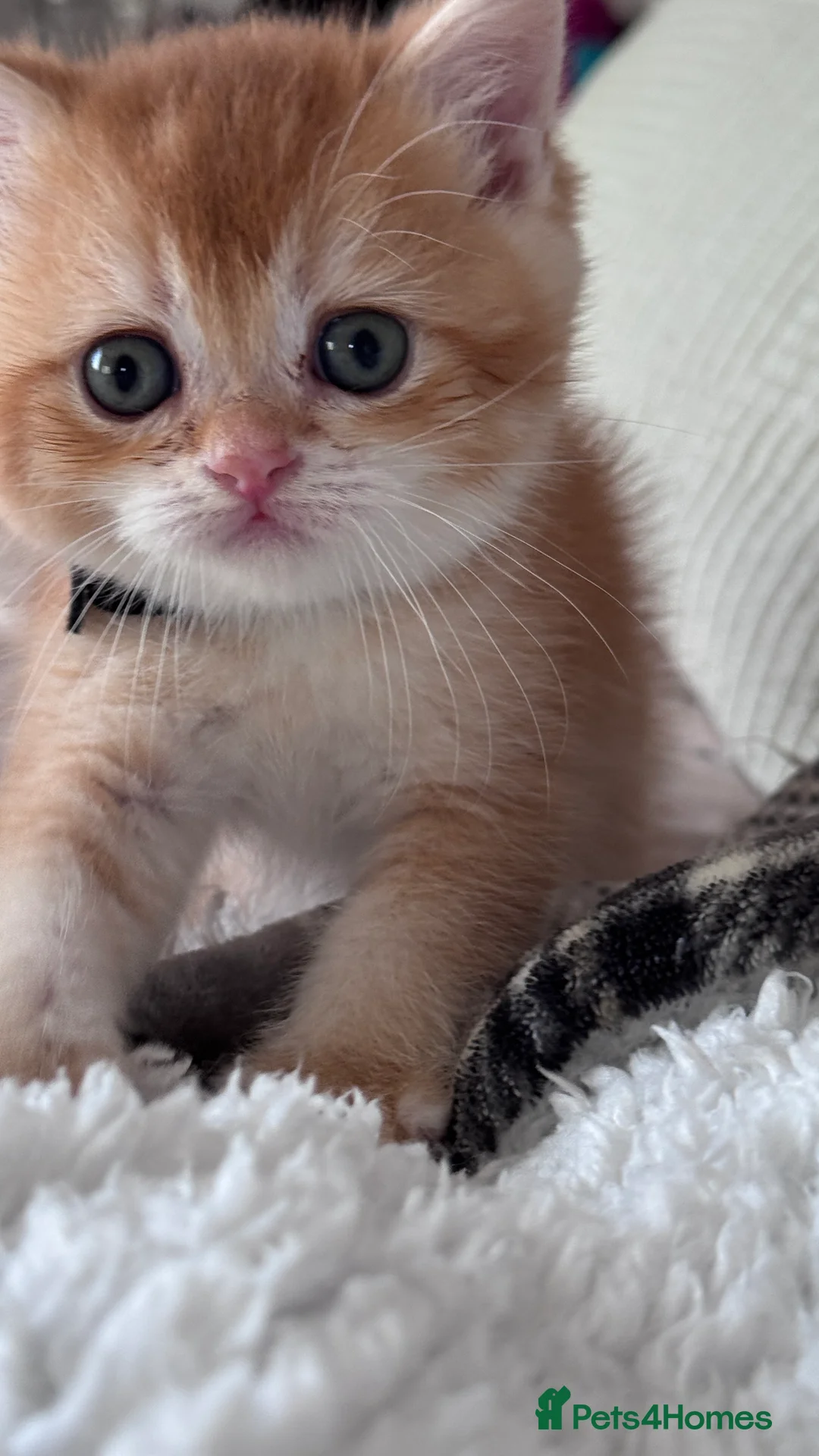 British Shorthair cats for sale: Adorable GCCF BSH BY12 NY12Chocolate Gold kittens  - Advert 12