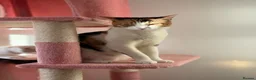 British Shorthair cats for sale:  1 year Lovely calico cat looking for a new home!! - Advert 9