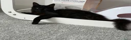 Mixed Breed cats for sale: ✨🐾Stunning domestic long haired kittens  - Advert 12