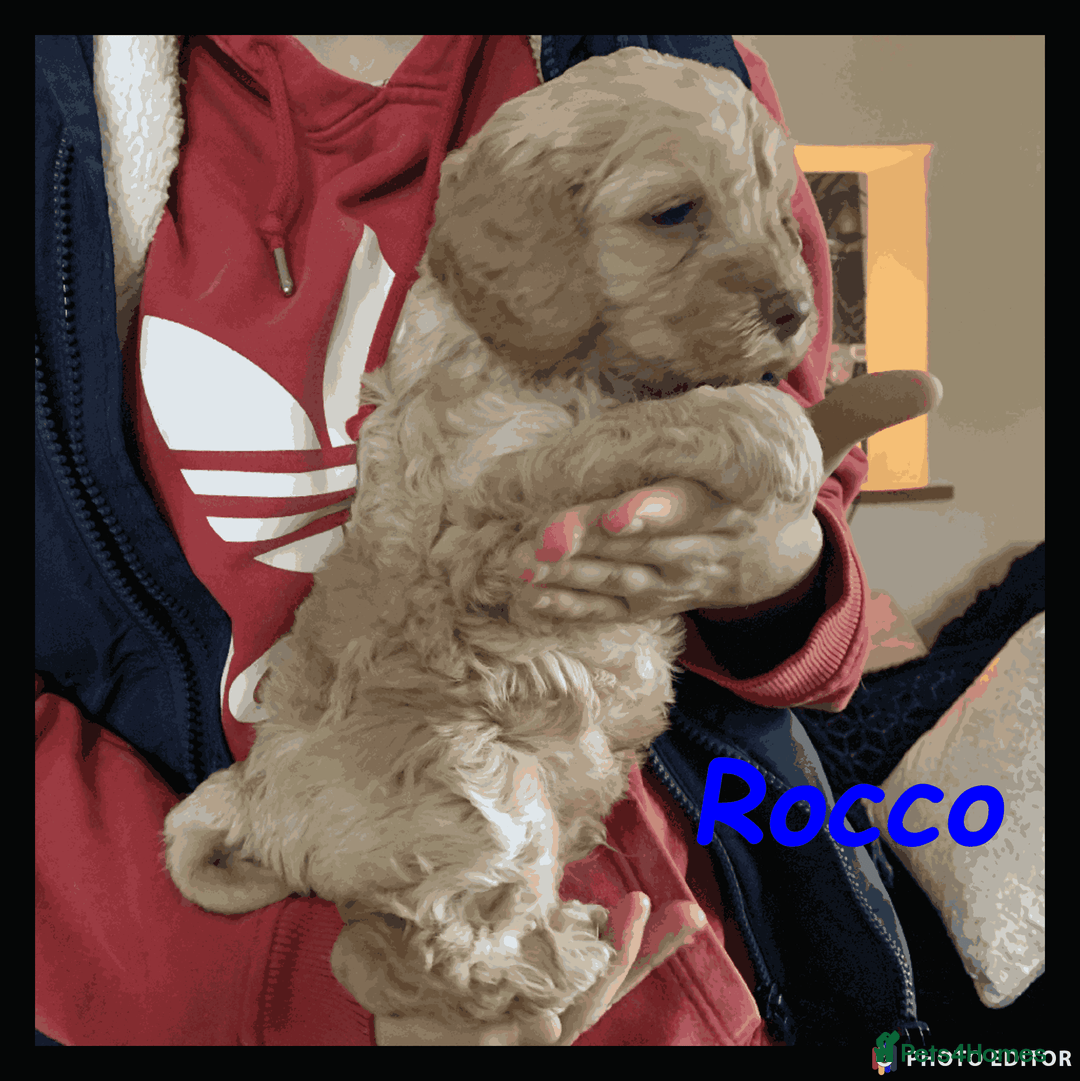 Cockapoo dogs for sale: Meet Rocco – Your Perfect Cockapoo Companion - Advert 3