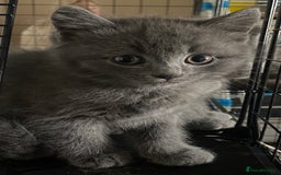 British Shorthair cats for sale: British short hair cross kittens, grey black.  - Image 15
