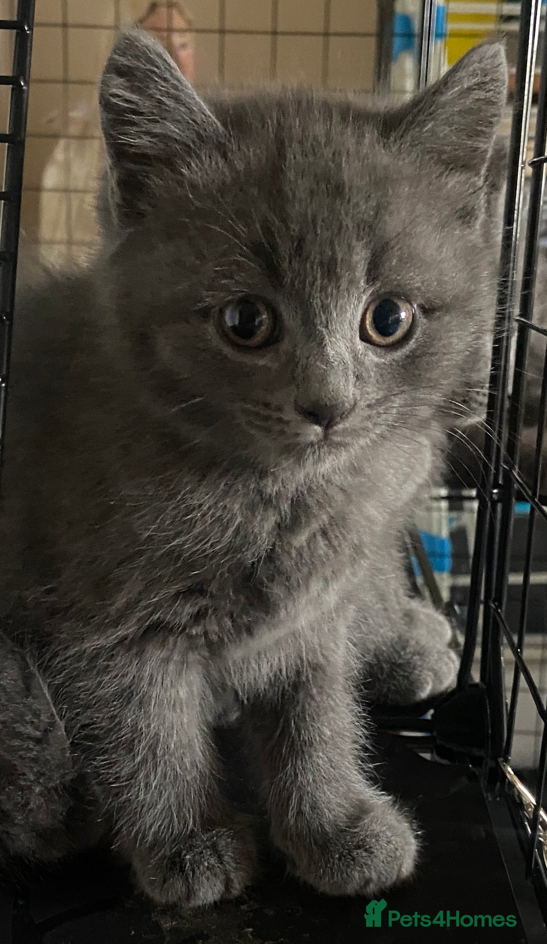 British Shorthair cats for sale: British short hair cross kittens, grey black.  - Image 15