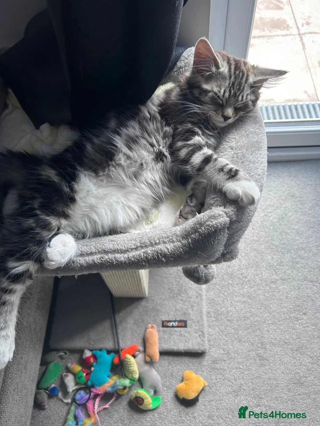 Mixed Breed cats for sale: 4 month boy kitten for sale  - Advert 6